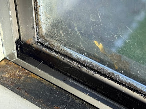 Mold growth around window causing musty smell