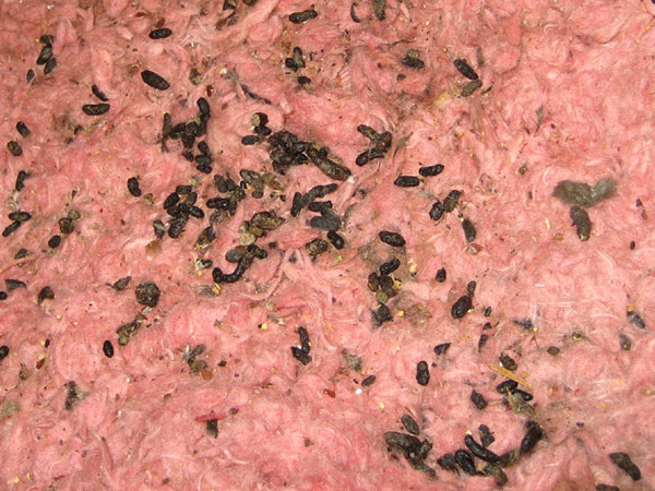 Rodents: Rats and Mice in the Attic – Telltale Signs and What to Do!