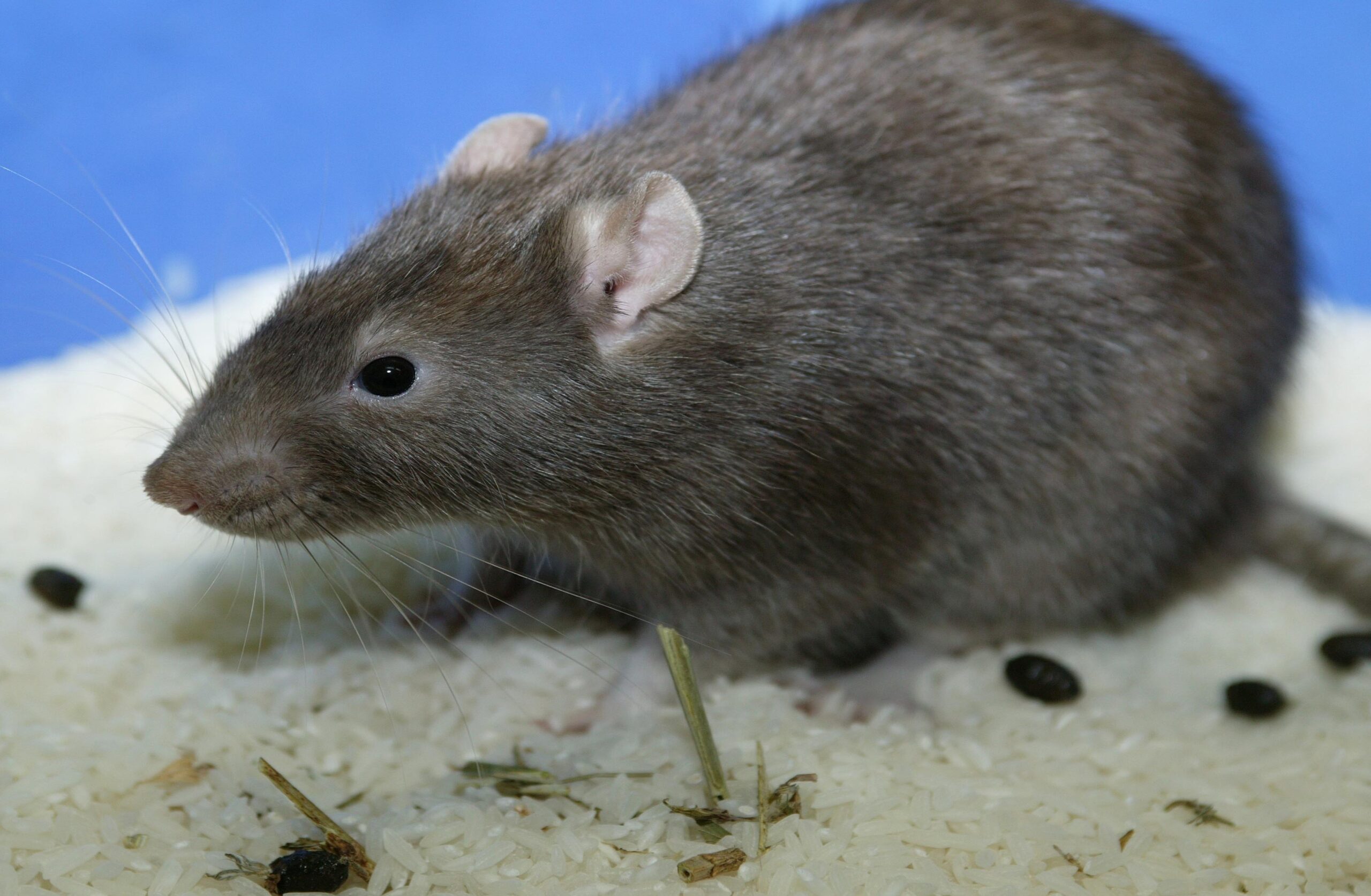 Hantavirus – The Risks